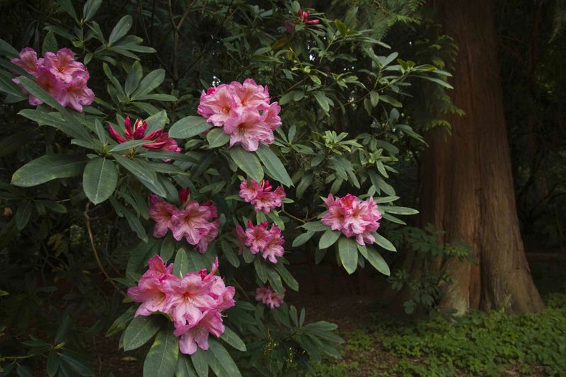 Pacific Rhododendron Needs Moisture To Settle In