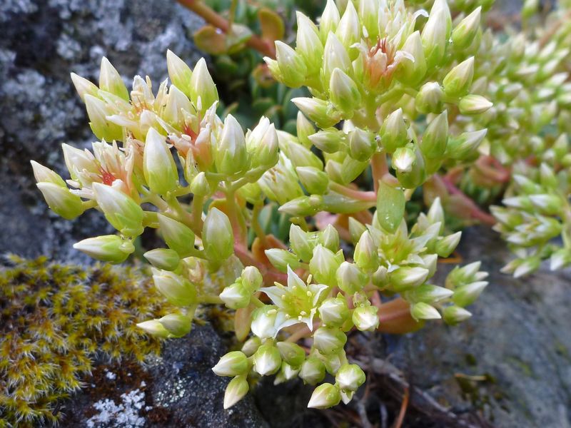 Pacific Stonecrop Handles Hot Dry Spots