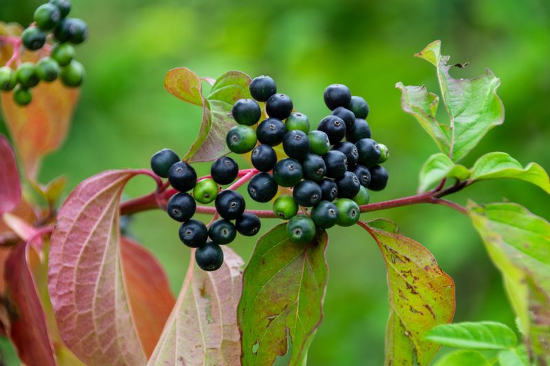 Pagoda Dogwood