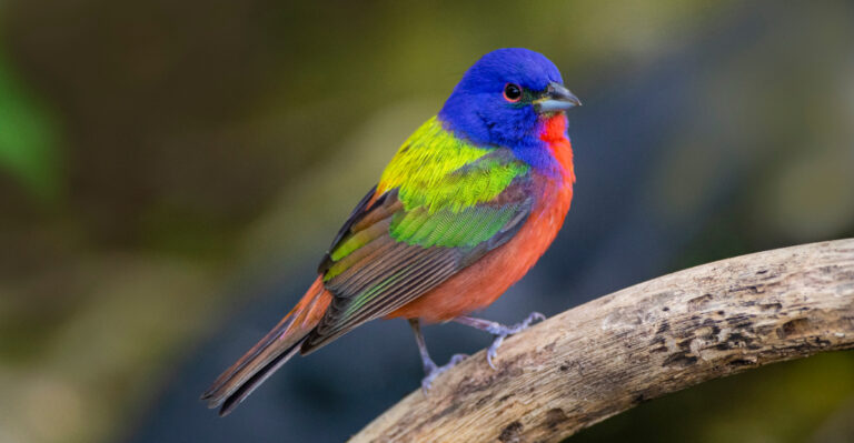 Painted Buntings Used To Stop In Georgia Yards Every Summer, Here Is What Brings Them Back