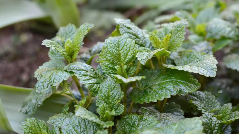 Pair Fragrant Plants With Painted Protected Boards
