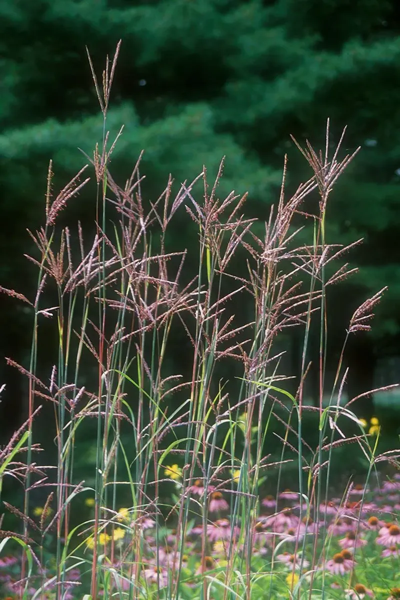 Pair It With Coneflowers Milkweed And Blazing Star