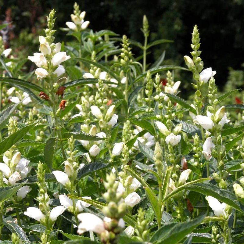 Pair It With Ferns Sedges And Cardinal Flower Pair It With Ferns Sedges And Cardinal Flower