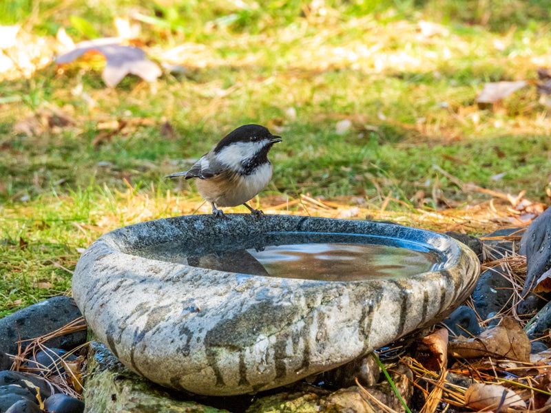 Pair It With Mosquito Prevention