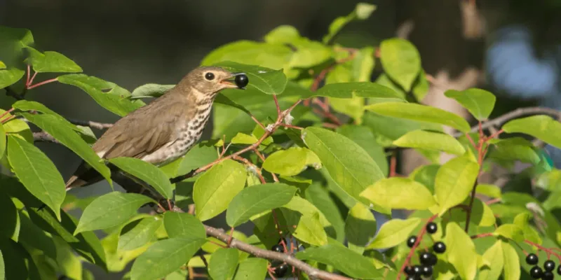 Pair It With Other Natives For A Better Bird Buffet Pair It With Other Natives For A Better Bird Buffet