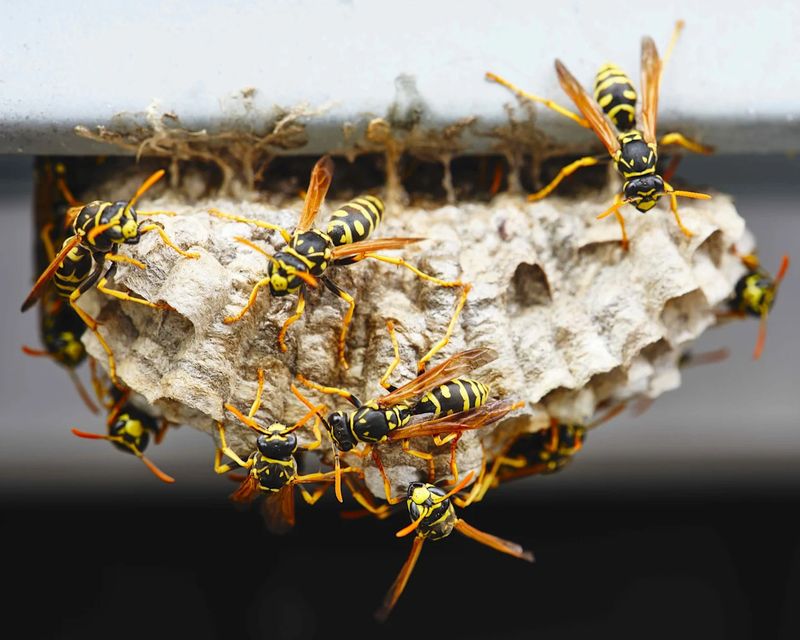 Pair It With Wasp Prevention