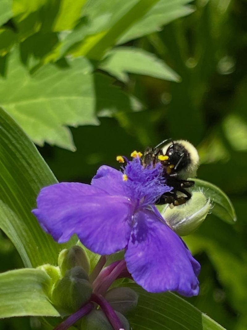 Pair Its Pollinator Value With Safe Handling