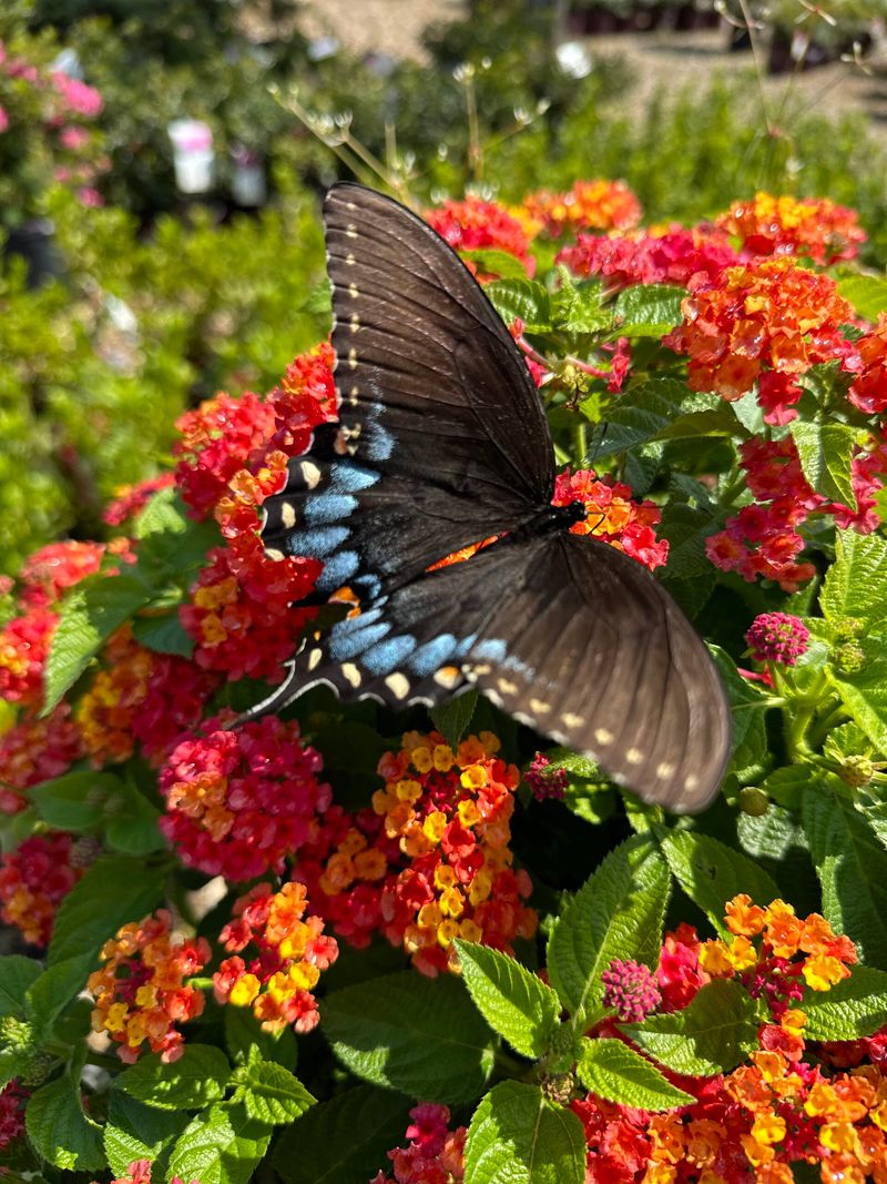 Pair Lantana With Better Habitat Planning