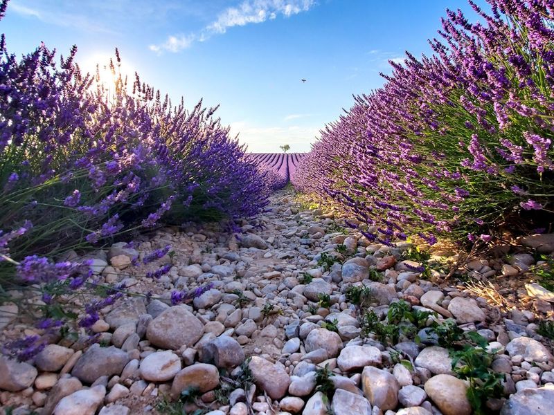 Pair Lavender With A Gravel Or Wood Chip Edge Pair Lavender With A Gravel Or Wood Chip Edge