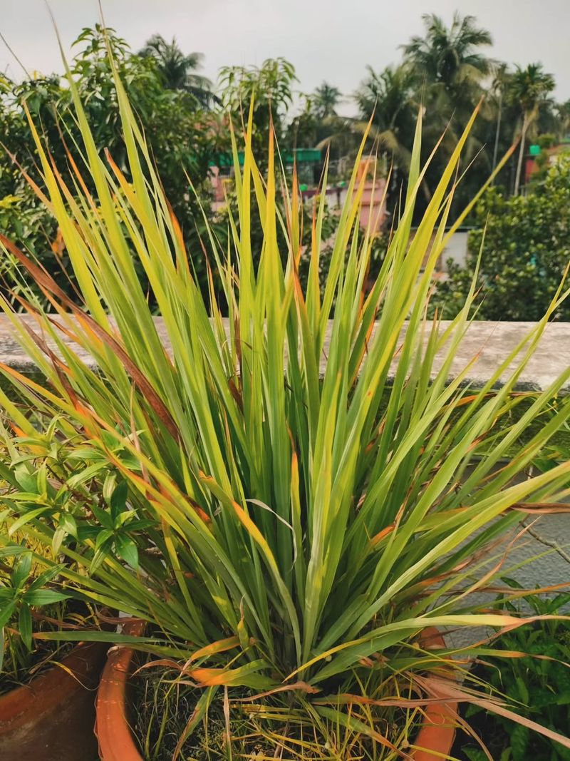 Pair Rosemary And Lemongrass Without The Pest Control Hype Pair Rosemary And Lemongrass Without The Pest Control Hype