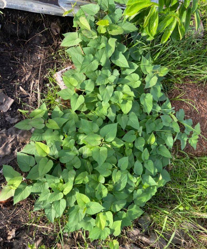 Pair Weed Control With Crop Rotation Next Season