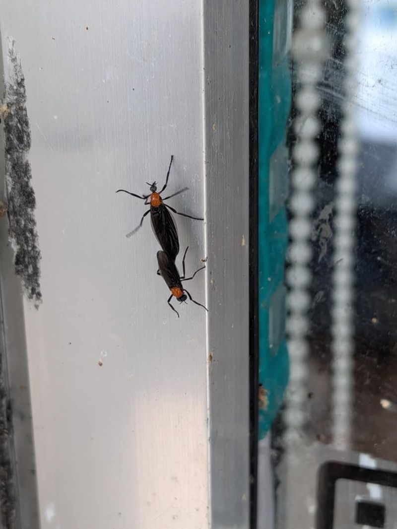 Paired Bugs Are Mating Not Attacking
