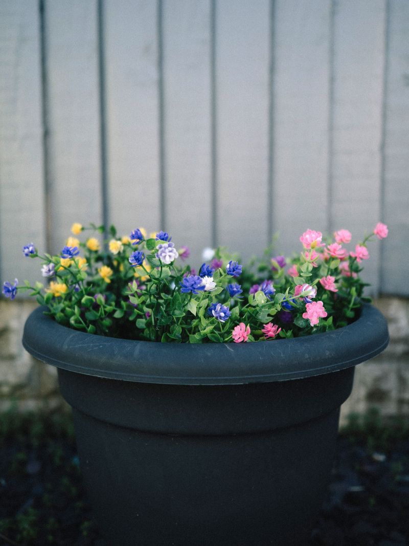 Pairing Angelonia With Other Heat-Tolerant Varieties