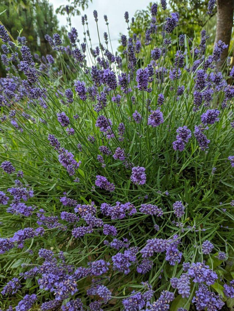 Pairing Basil With Other Fly-Repelling Herbs