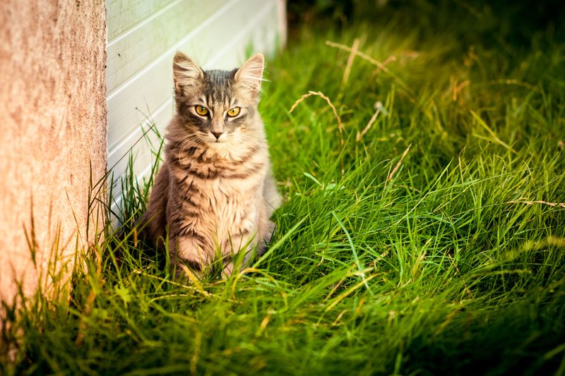 Pairing It With Other Flea Prevention Habits Pairing It With Other Flea Prevention Habits