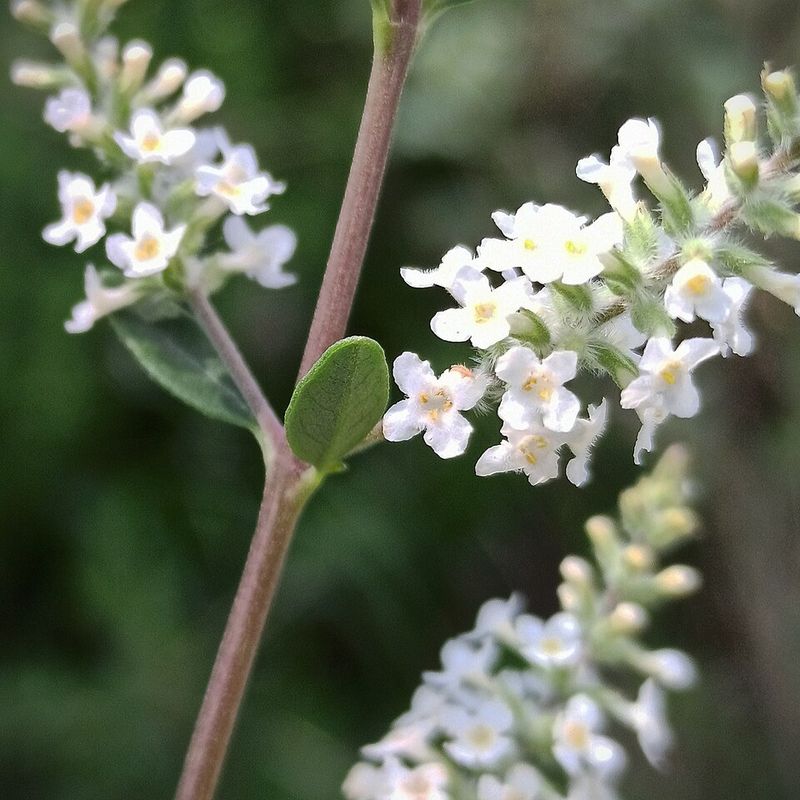 Pairing It With Other Pollinator Favorites In Your Yard Pairing It With Other Pollinator Favorites In Your Yard