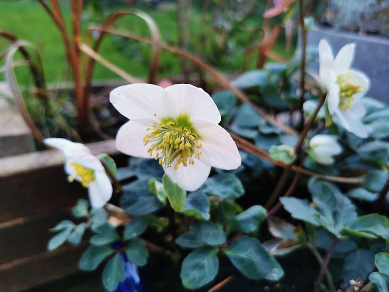 Pairing This Perennial With Other Shade Plants