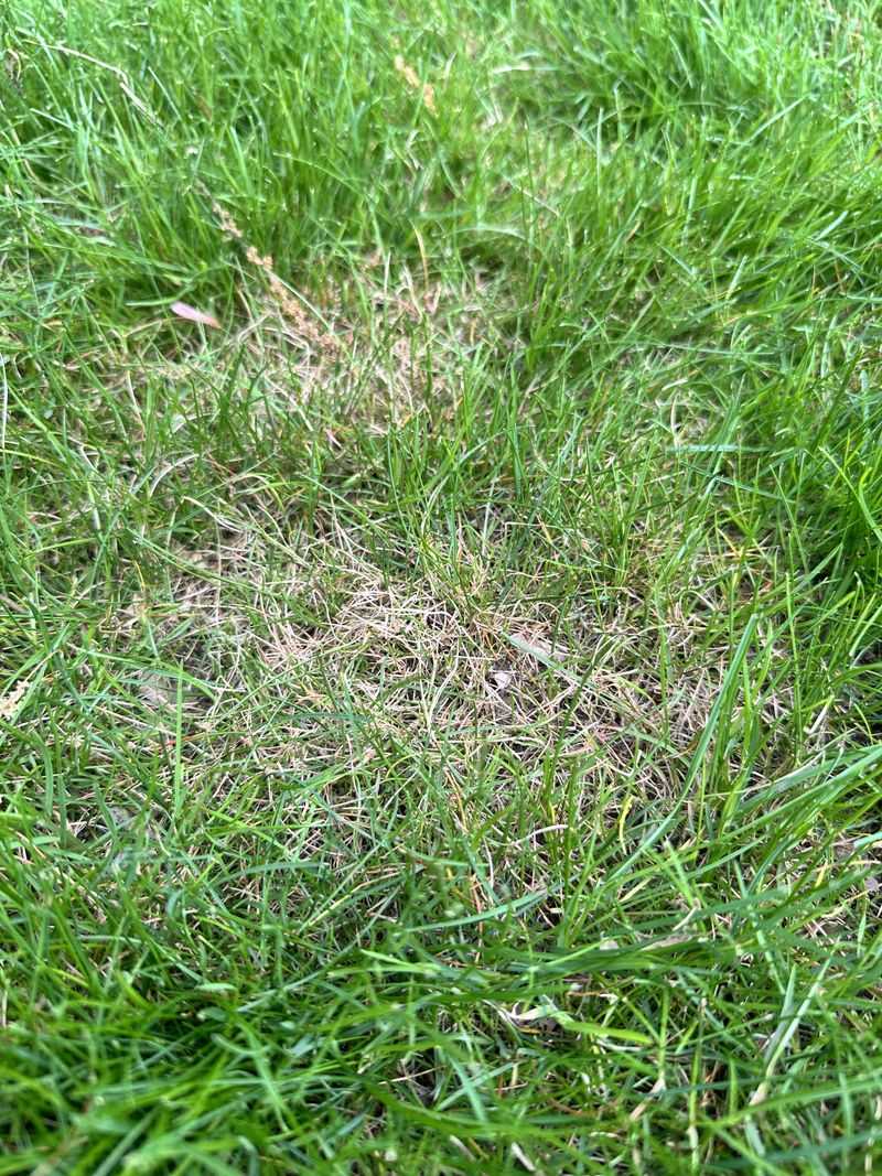 Pairing Wet Turf With Too Much Nitrogen
