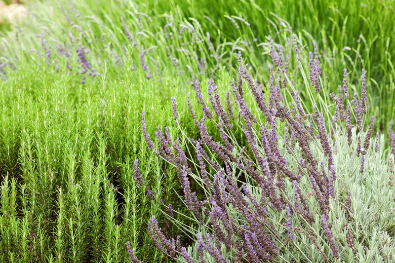 Pairs Beautifully With Other Texas-Tough Plants
