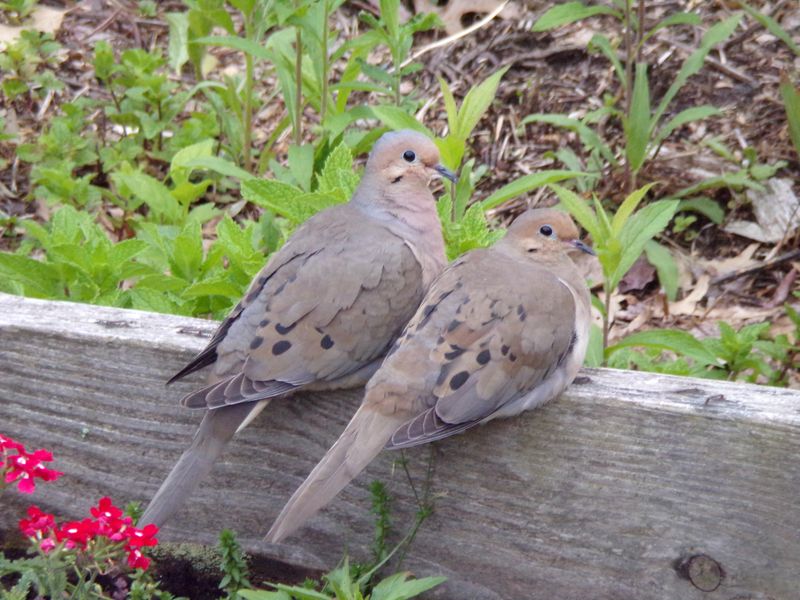 Pairs Return To Familiar Territory Pairs Return To Familiar Territory