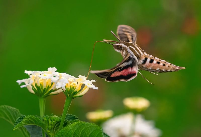 Pale Fragrant Flowers Are Guiding Them In Pale Fragrant Flowers Are Guiding Them In