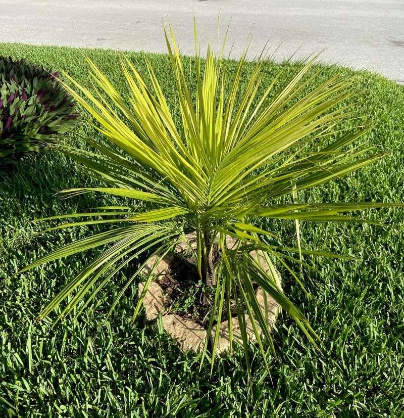 Pale New Growth Signals Iron Stress Pale New Growth Signals Iron Stress