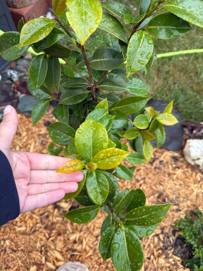 Pale New Leaves May Reflect A Soil Problem