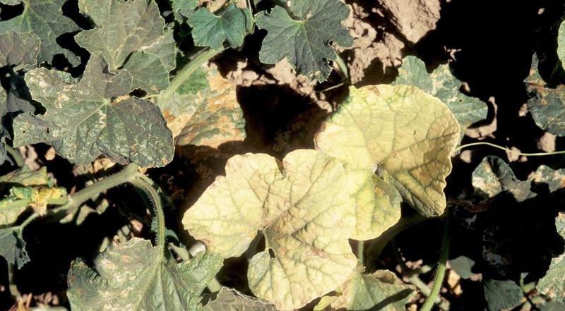 Pale Patches Show Sun Stress