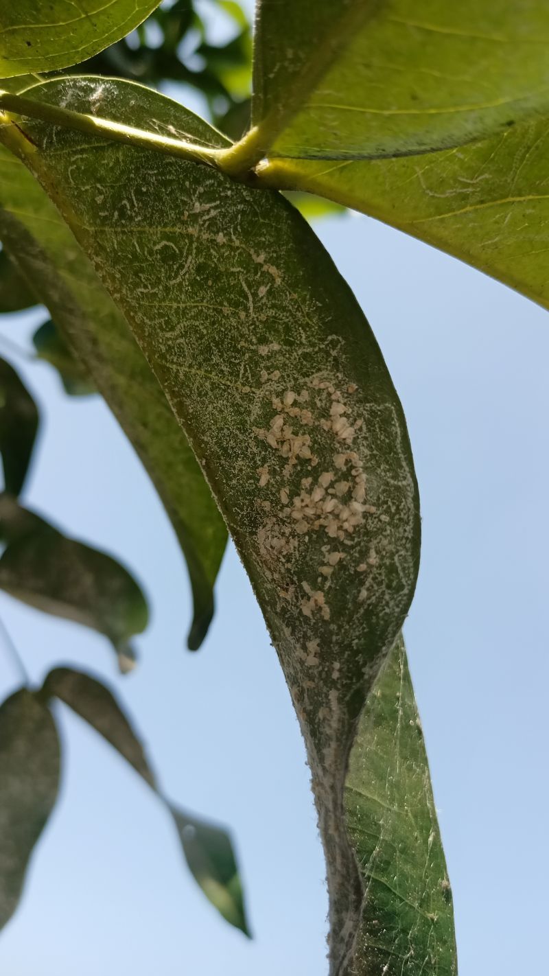 Palms Are Not The Only Plants At Risk