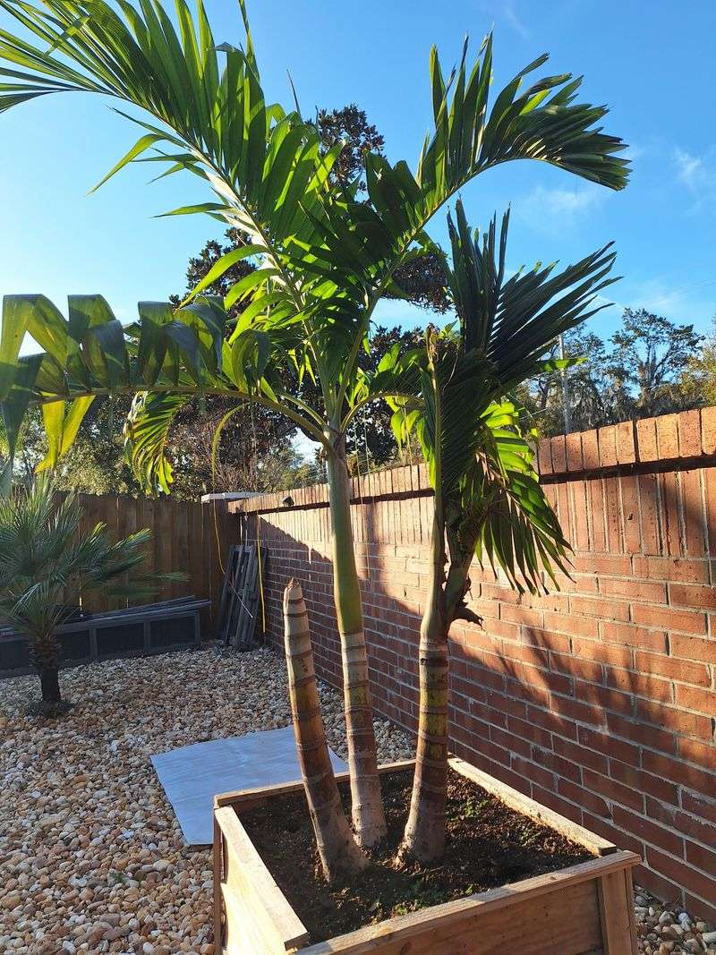 Palms Should Keep Green Fronds Palms Should Keep Green Fronds