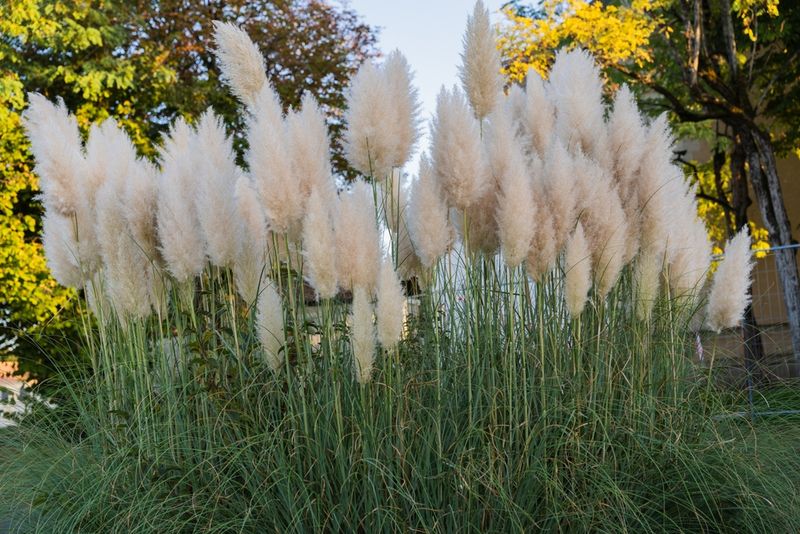 Pampas Grass Becomes Dry Fuel By Late Summer