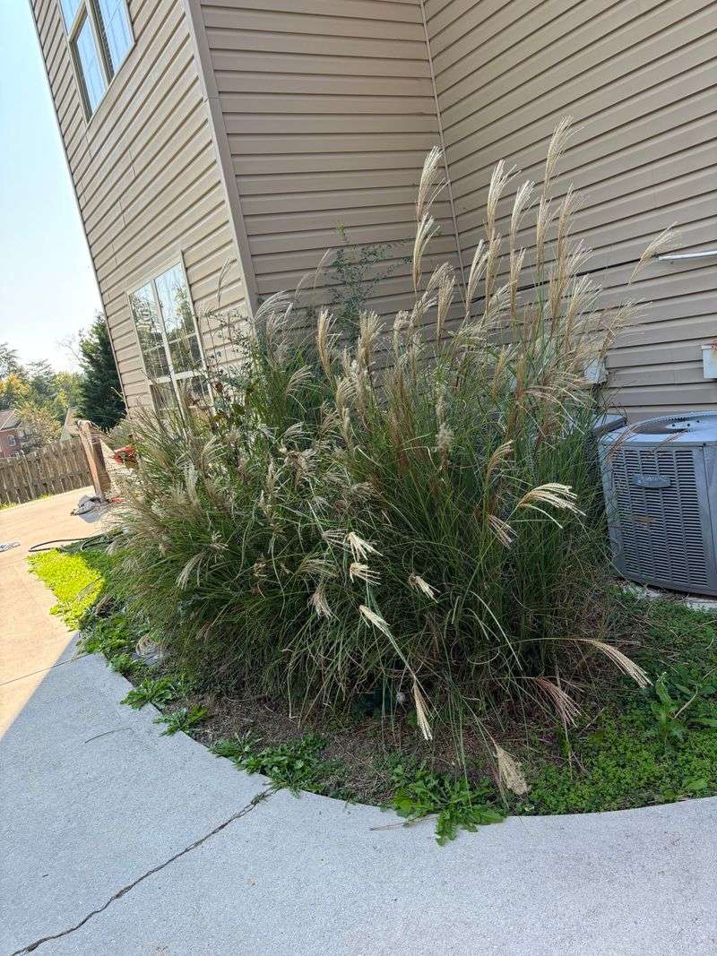 Pampas Grass Belongs Far From Outdoor Units Pampas Grass Belongs Far From Outdoor Units