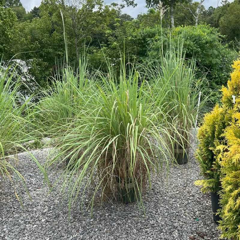 Pampas Grass Can Behave Weedy In Some Places