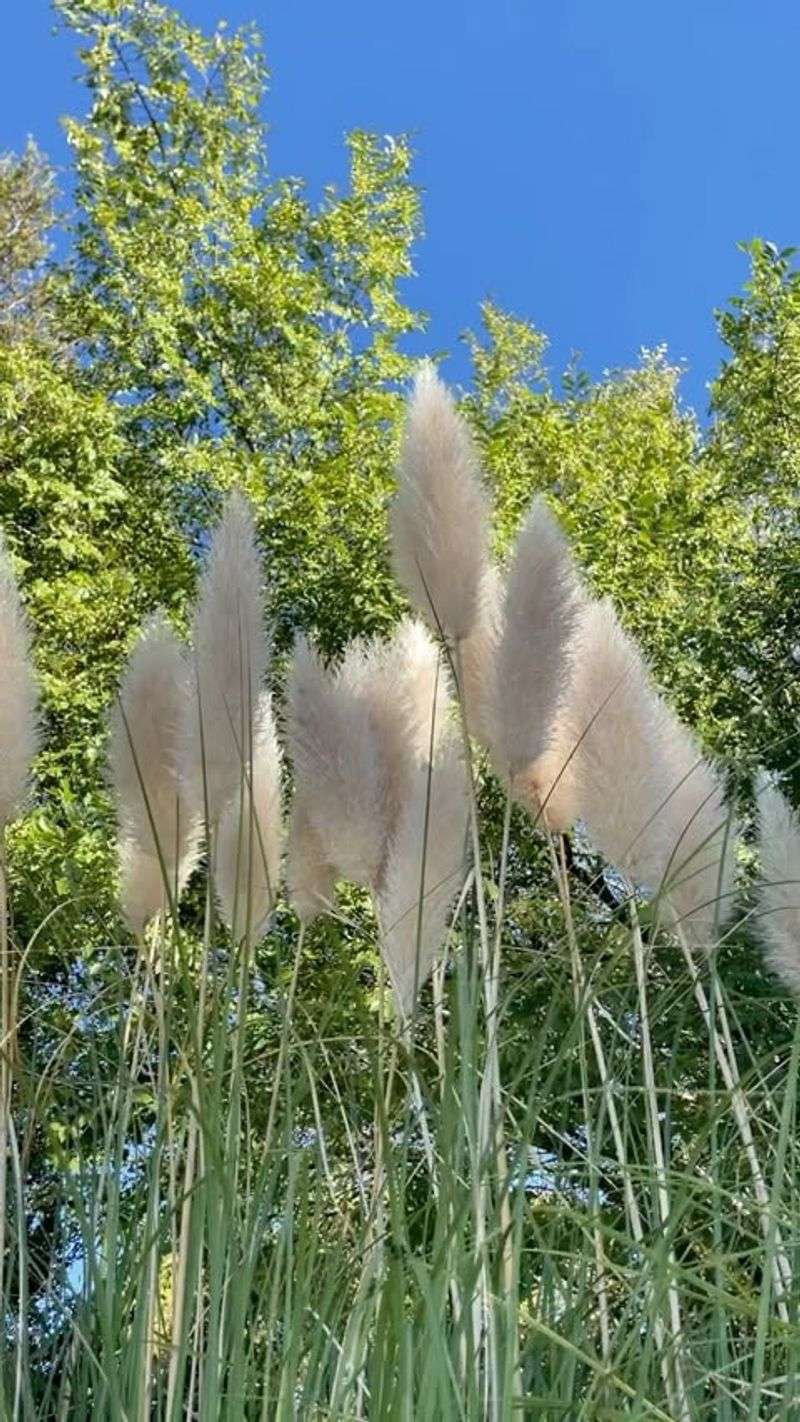 Pampas Grass Can Overpower Smaller Borders