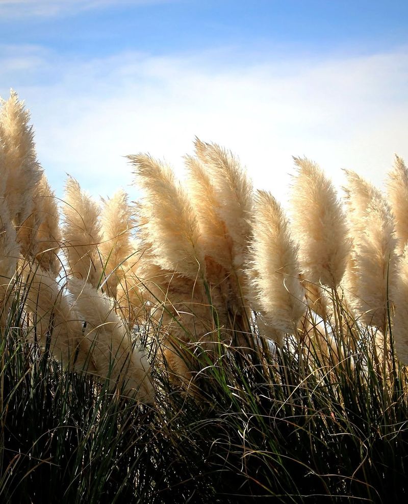 Pampas Grass Dries Into A Fire Hazard