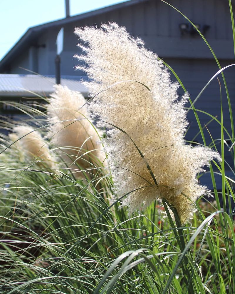 Pampas Grass Is Not A North Carolina Native