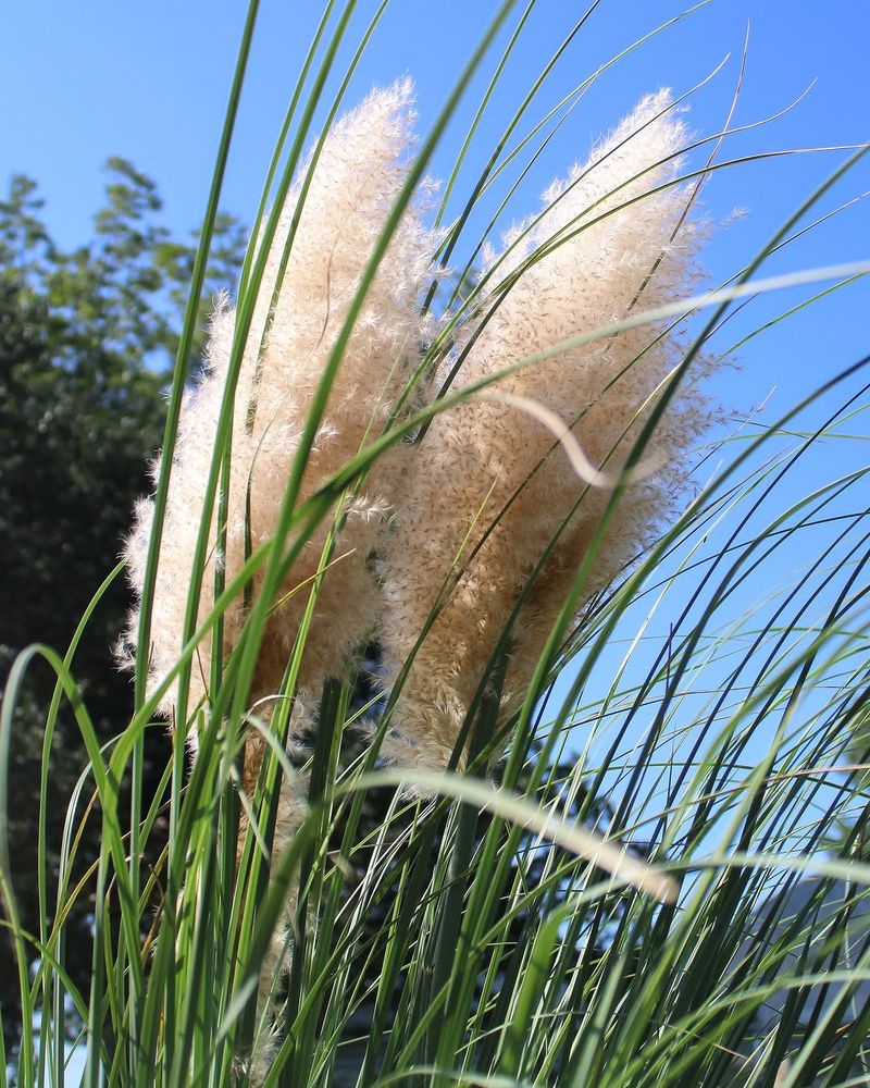 Pampas Grass Leaves Can Be Very Sharp