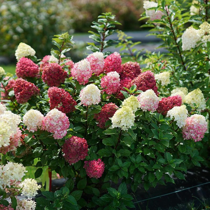 Panicle Hydrangea Peaks In Late Summer Panicle Hydrangea Peaks In Late Summer