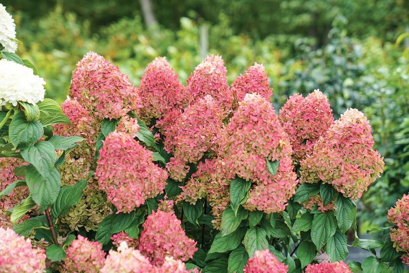 Panicle Hydrangeas Follow Different Rules