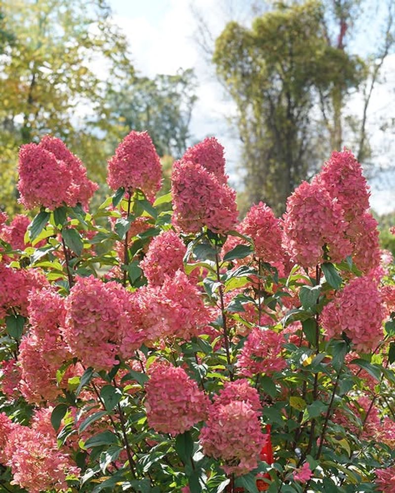 Panicle Hydrangeas Often Receive Less Severe Browsing
