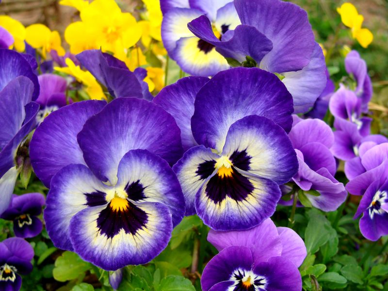Pansies And Violas Carry The Cool Season