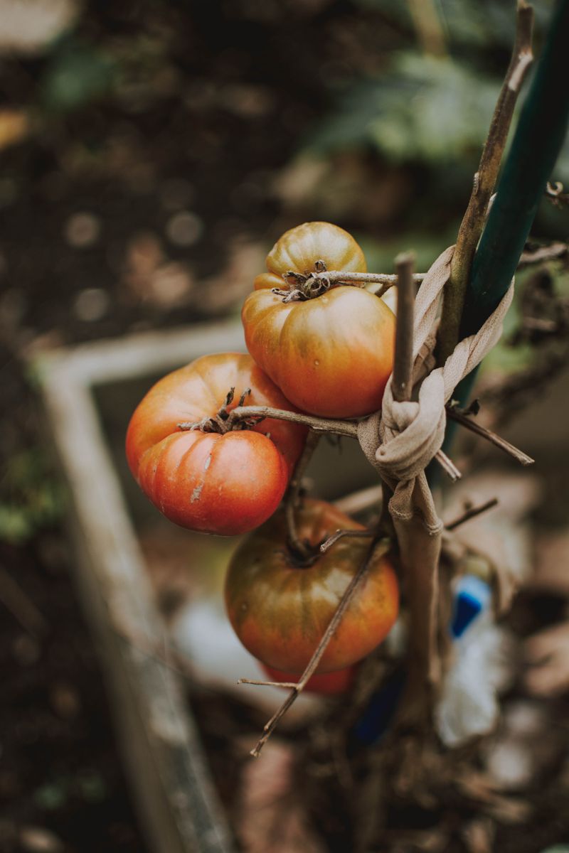 Pantyhose Support Heavy Tomato Branches