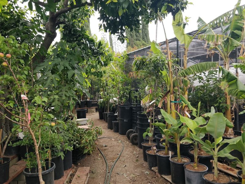 Papaya Tree Nursery — Granada Hills