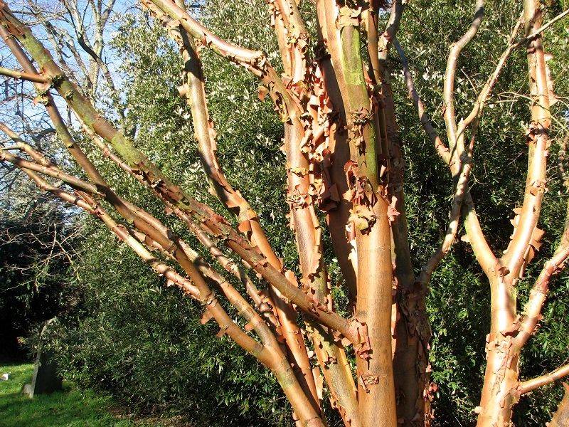 Paper Birch (Betula Papyrifera) Paper Birch (Betula Papyrifera)