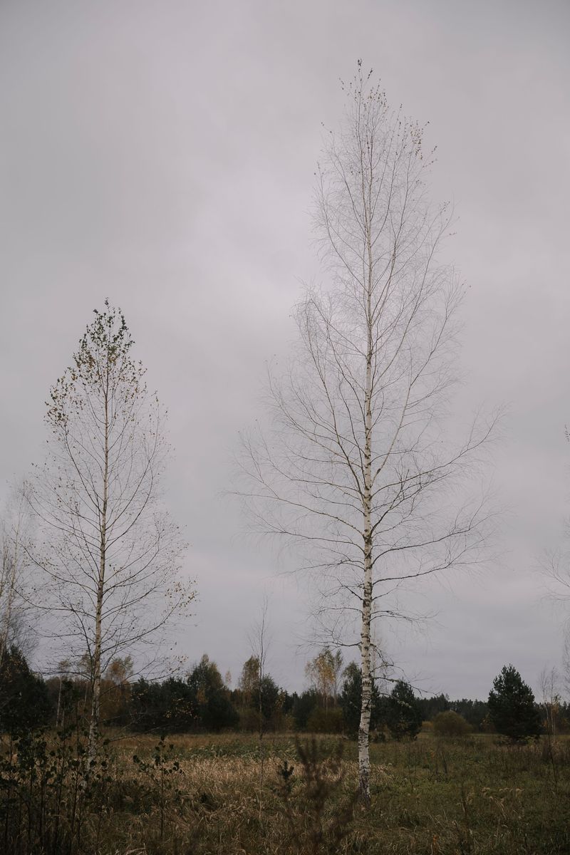 Paper Birches Decline In Extreme Heat Paper Birches Decline In Extreme Heat