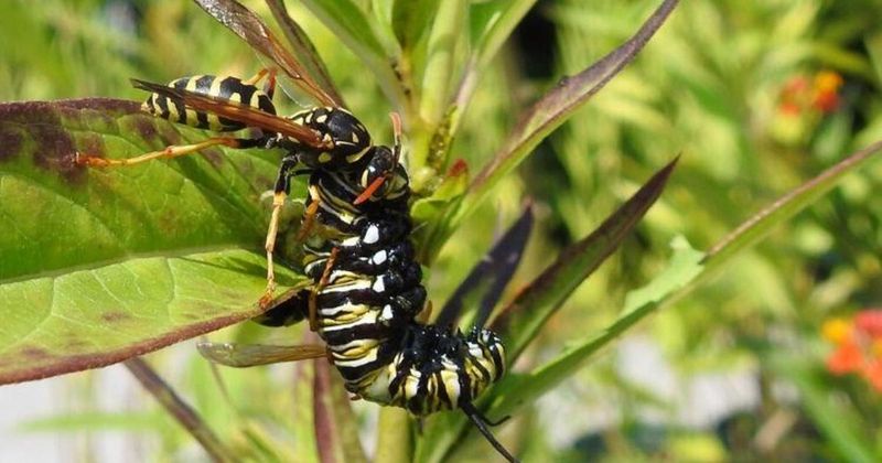 Paper Wasps Hunt Caterpillars Instead Of Eating Your Plants