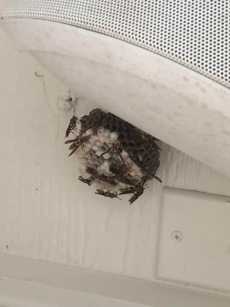 Paper Wasps Often Choose Porch Corners