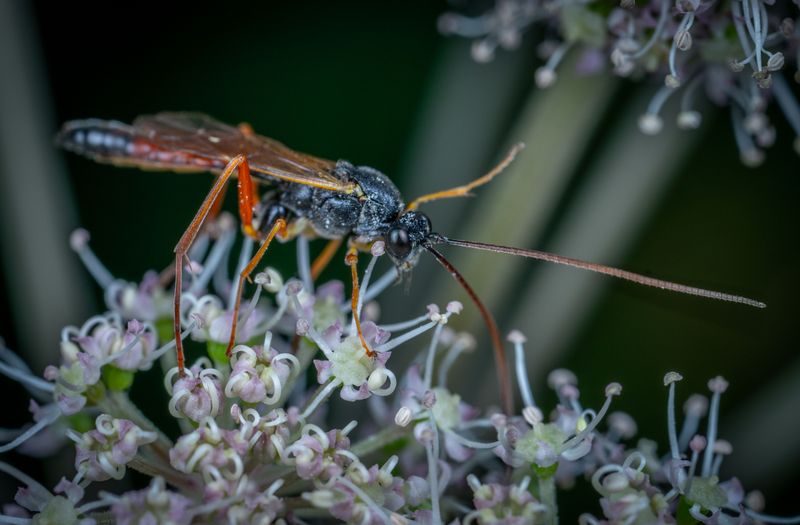 Parasitic Wasps Parasitic Wasps