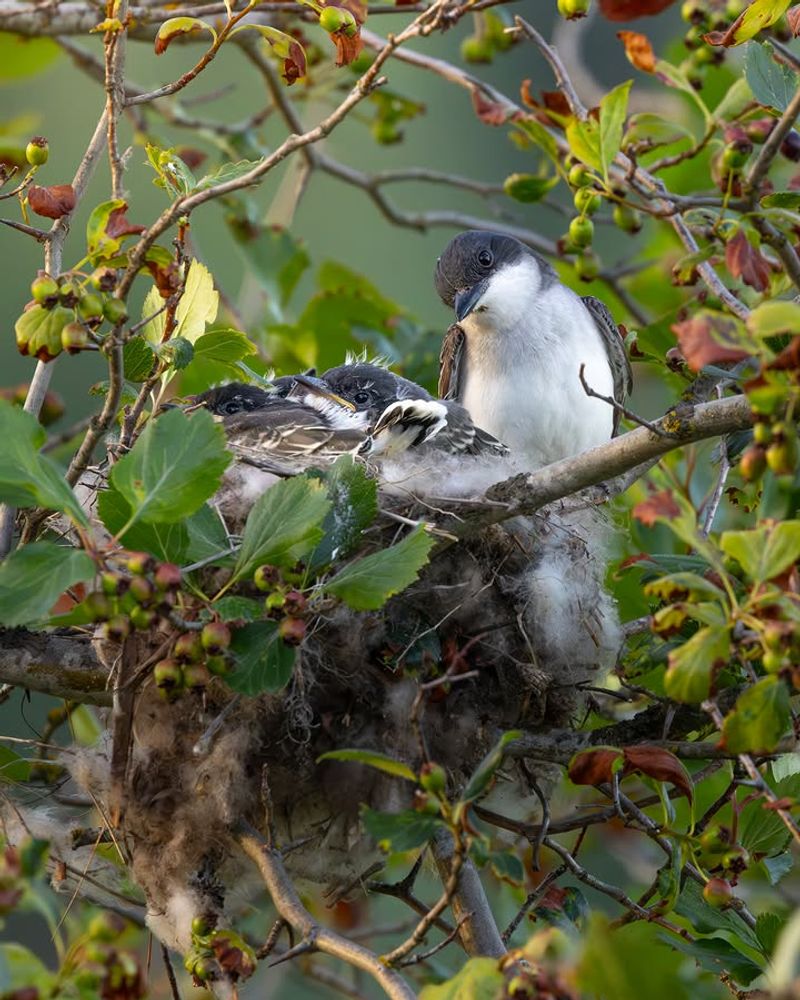Parents Stay Busy Feeding Growing Chicks Parents Stay Busy Feeding Growing Chicks