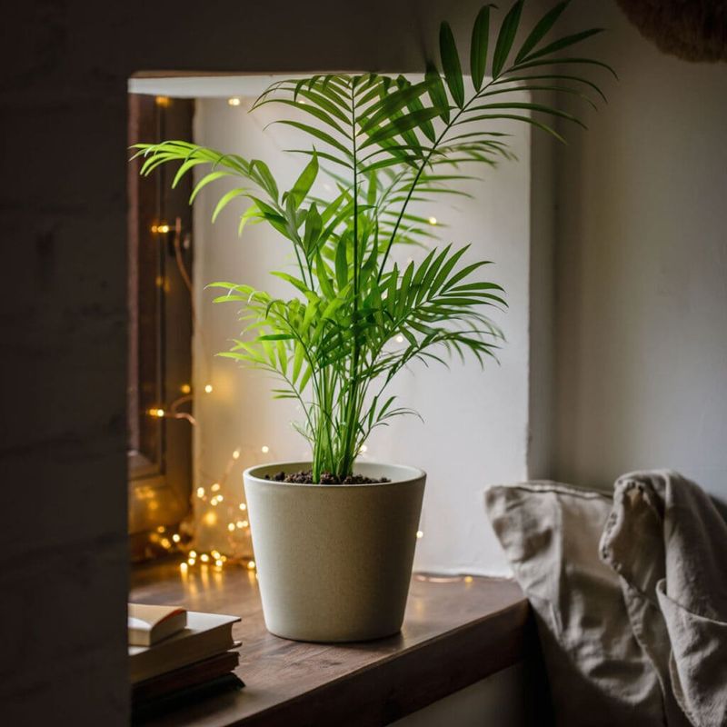 Parlor Palm Softens Dim Rooms Parlor Palm Softens Dim Rooms